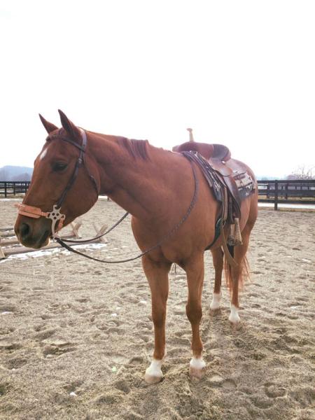 Spring Haven Show Stables