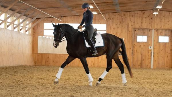 Carly Collari Dressage