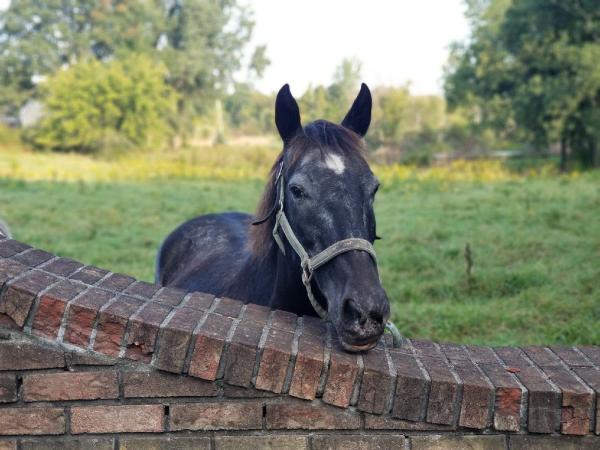 Groveland Equestrian Center