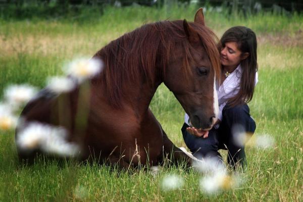 Mastery Horsemanship