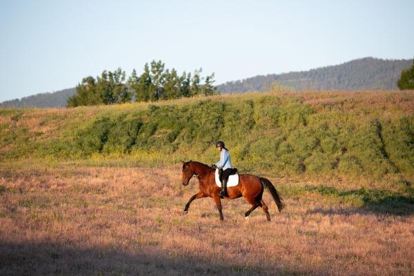 Mastery Horsemanship