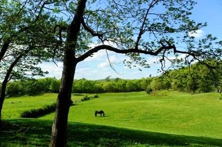 Harmony Hill Farm