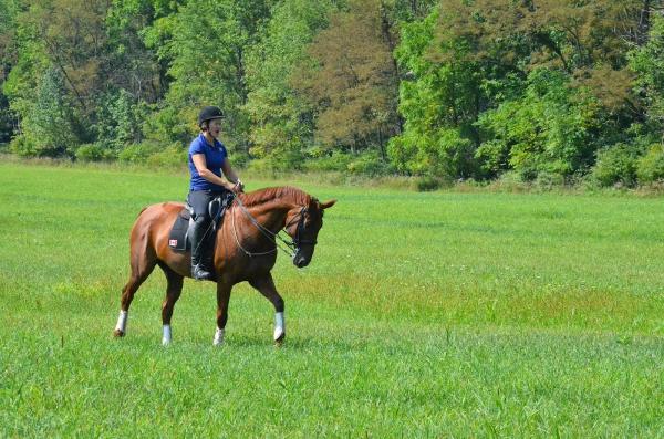 Harmony Horsemanship Center