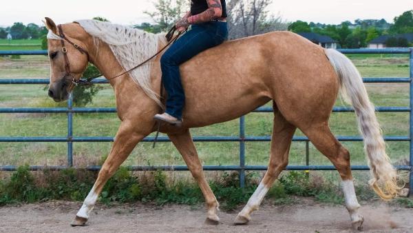 Coughing Cowgirl Horse Training