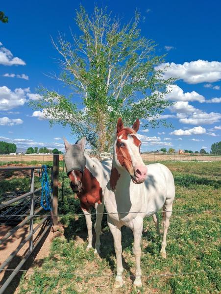 Coughing Cowgirl Horse Training