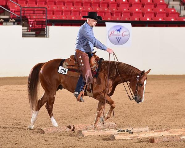 Light Rein LLC Performance Horses