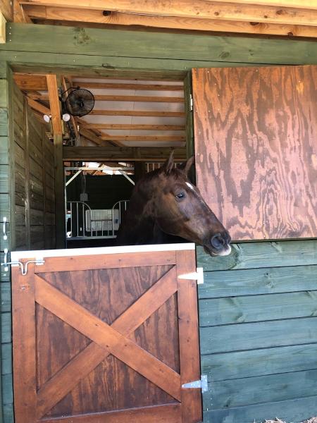 Blue Skies Dressage