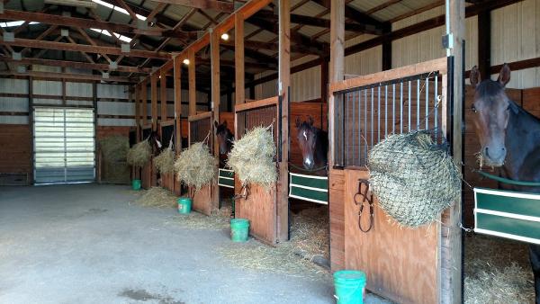 Peace and Harmony Stables