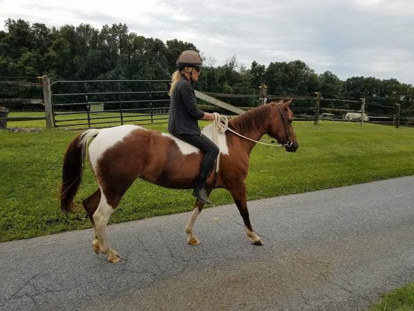 Peace and Harmony Stables