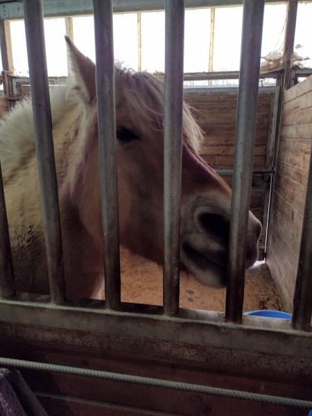 Tahoma View Stables