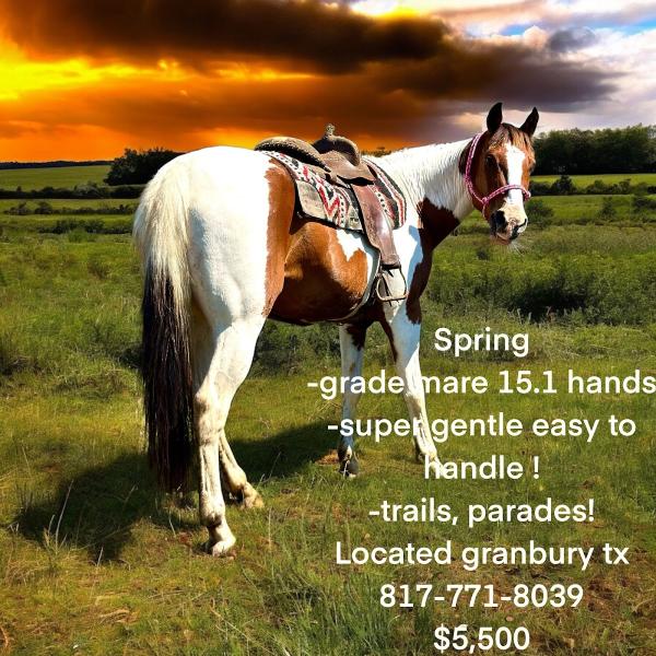 TLC Horse Training LLC