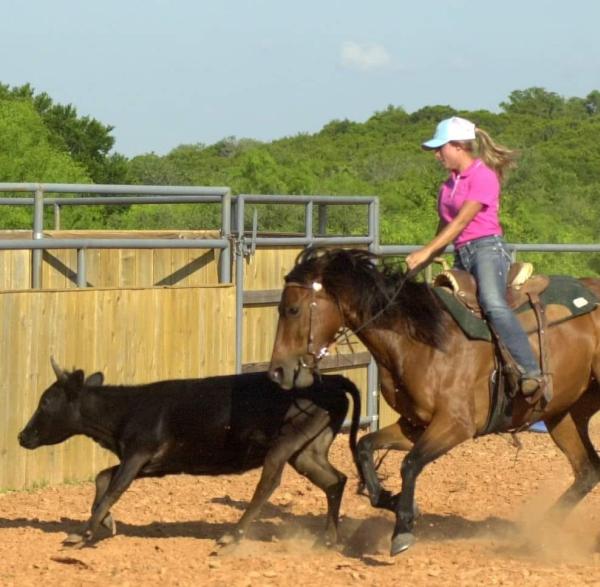 TLC Horse Training LLC