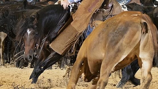 Josh Hofeldt Cutting Horses