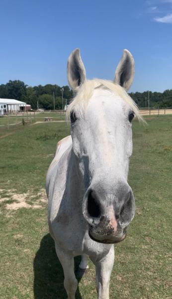 Swift Creek Riding Academy