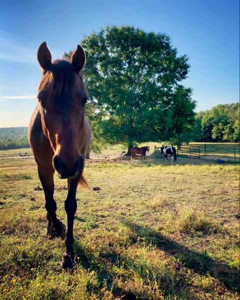 Swift Creek Riding Academy