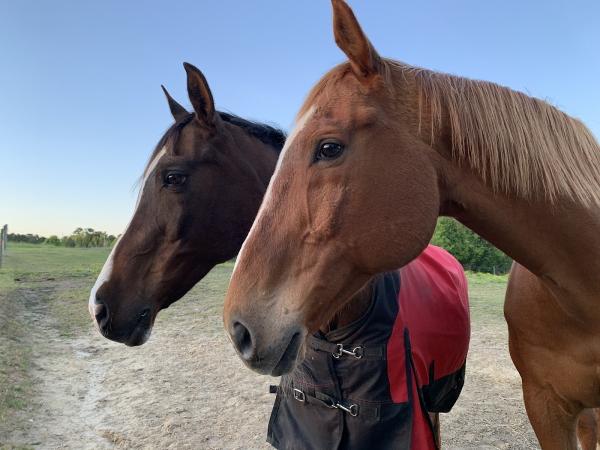 Swift Creek Riding Academy