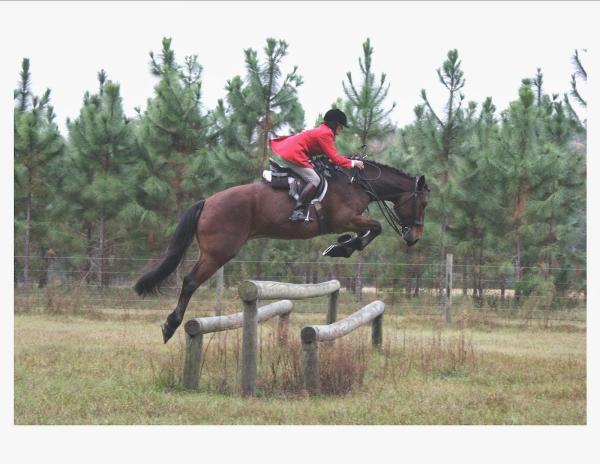 Misty Morning Hounds