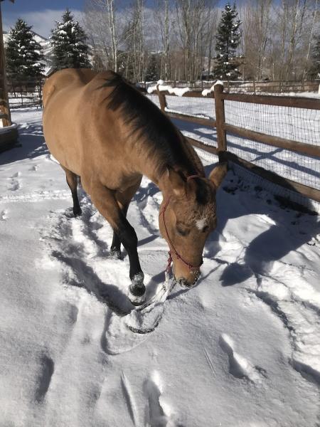 Fox Meadow Ranch