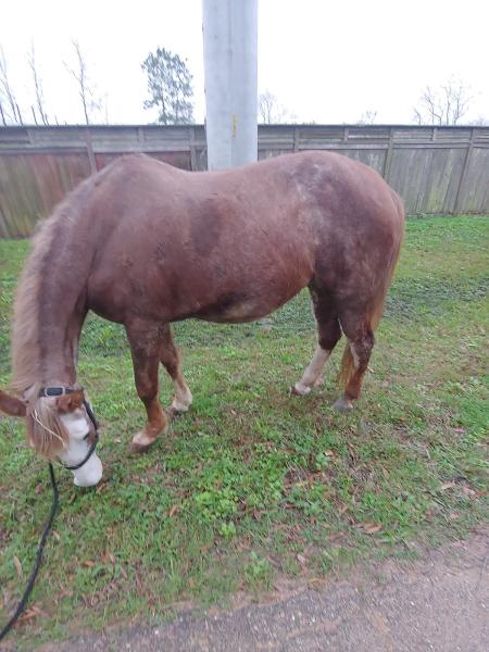 Darrel's Boom Boom Room & Horse Stable