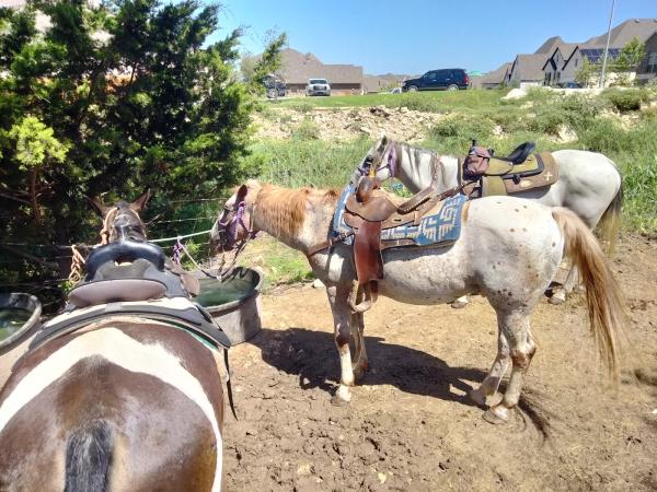 Westcreek Trail Rides