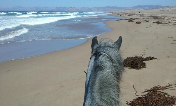 Barbi Breen-Gurley's Sea Horse Ranch