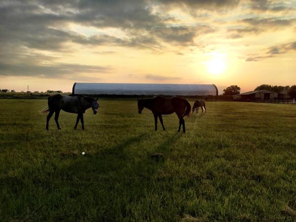 Starline Stables