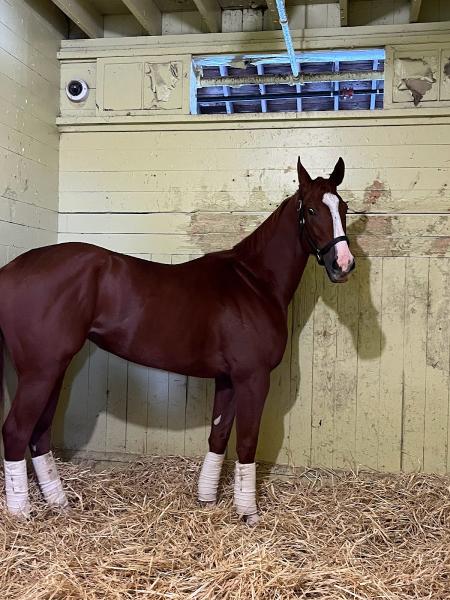 Gary P Gullo Racing Stable
