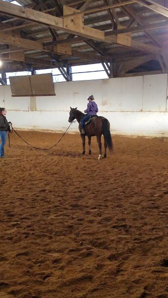 NB Horse Training