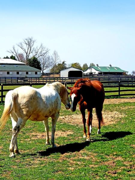 Windy Meadows Horse Farm