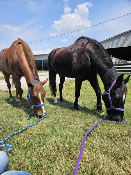 Hoof Beats Stables