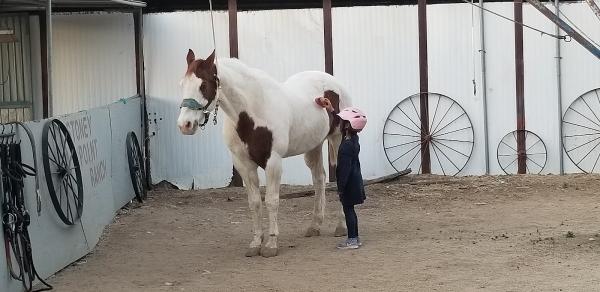 Stoney Point Ranch & Riding Center