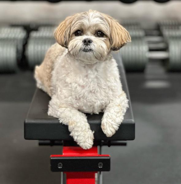 Rcfitness