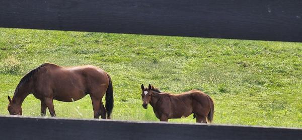 ECC Stables