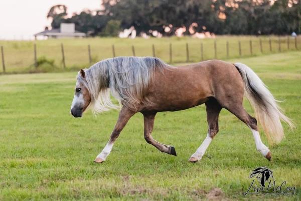 Polished Horse Sales