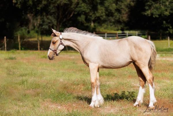 Polished Horse Sales