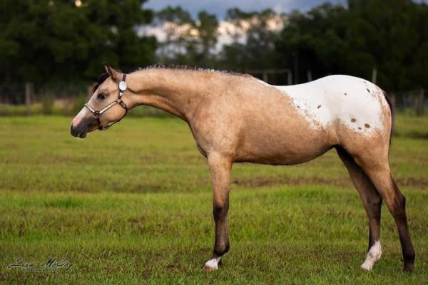 Polished Horse Sales