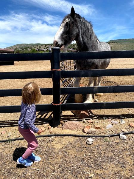 KB Horses at Red Ledges