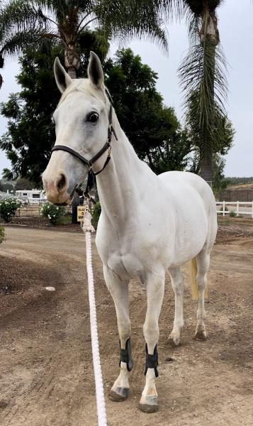 El Sueno Equestrian Center