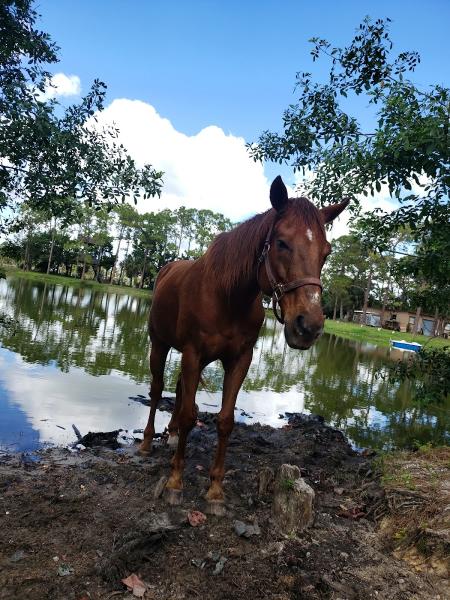 Just Horsin' Around Ranch