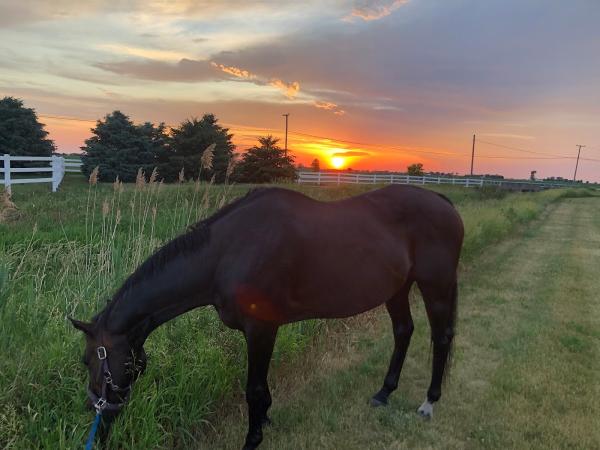 Creekside Quarter Horses