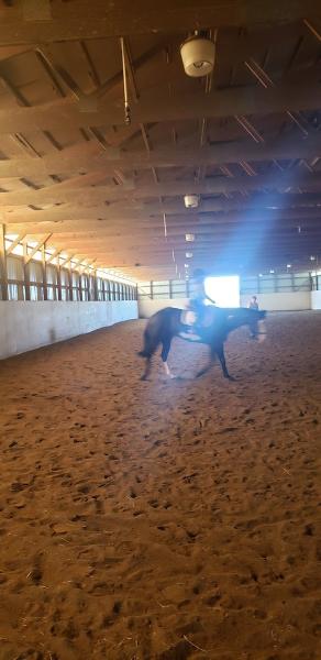 Creekside Quarter Horses