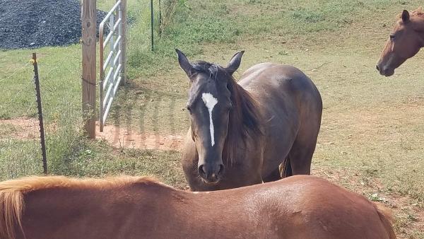 Brecht Stables & Dustin's Place