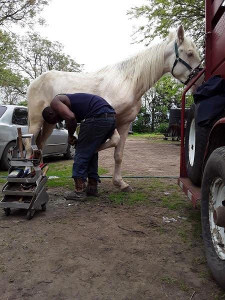 Dennis Robertson Farrier and Horse Training
