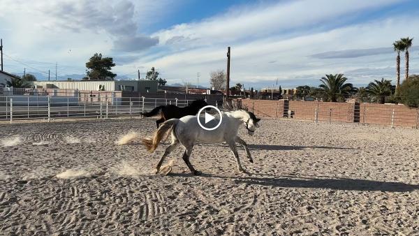Las Vegas Horse Ranch at Haven