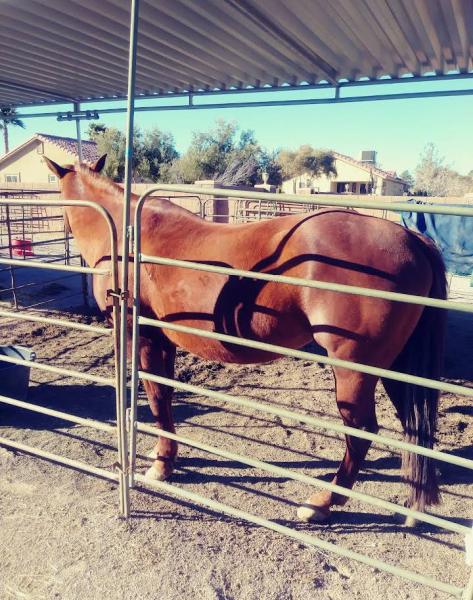 Las Vegas Horse Ranch at Haven