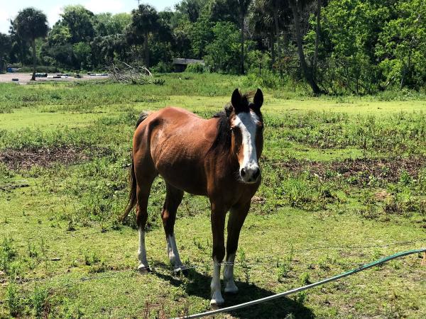 Horseback Trail Rides