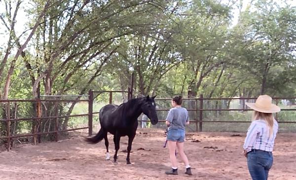 Lotus Horsemanship