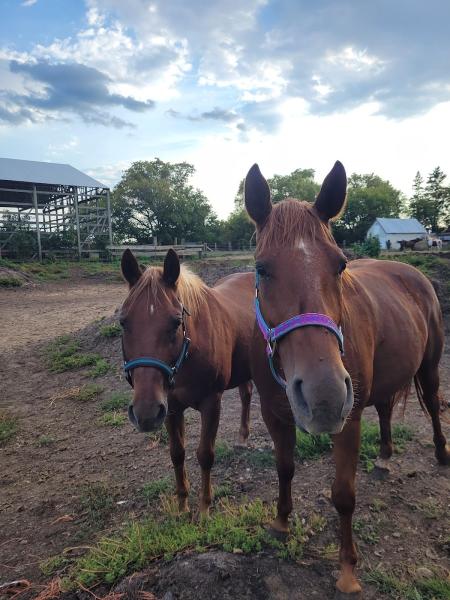 Roselawn Stables