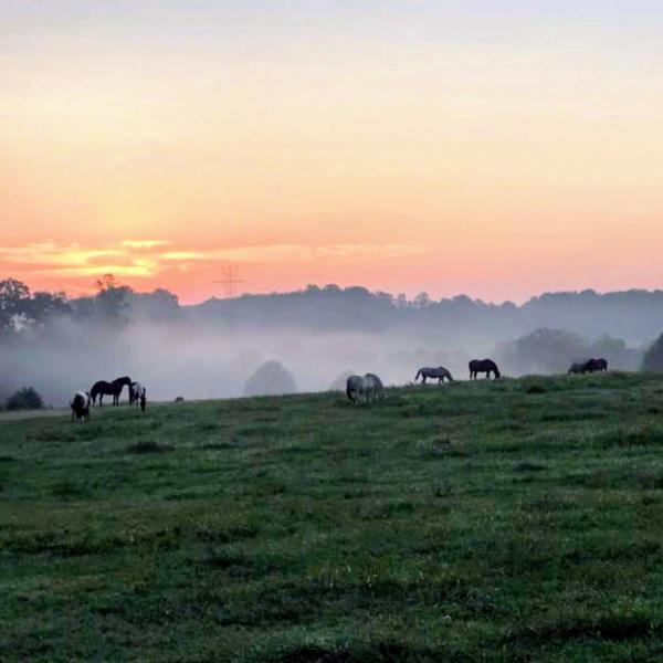 Circle M Stables