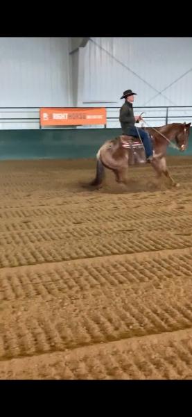 Grogan Horses LLC